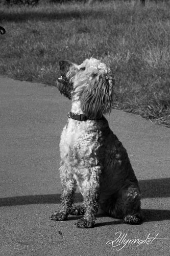 black and white photo of white Cockapoo dog at the park 