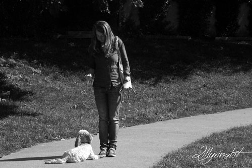 dog walker training a cockapoo at the park