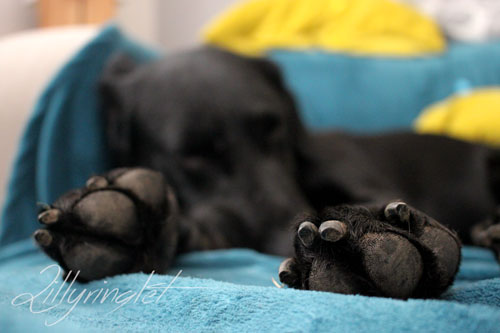 Sleeping dog with only feet in focus