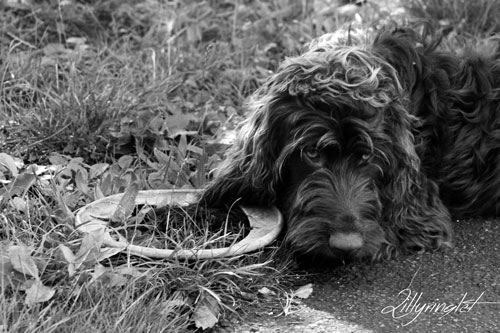 black and white photo of black Cockapoo dog at the park