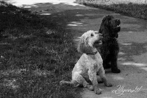 black and white photo of black and white Cockapoo dogs at the park 