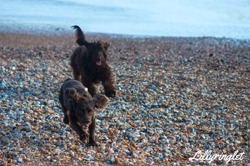 February photo challenge dogs leaping for ball on Brighton beach